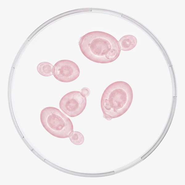 AGGREGATIBACTER