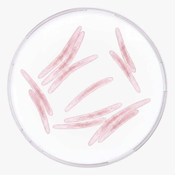 FUSOBACTERIUM