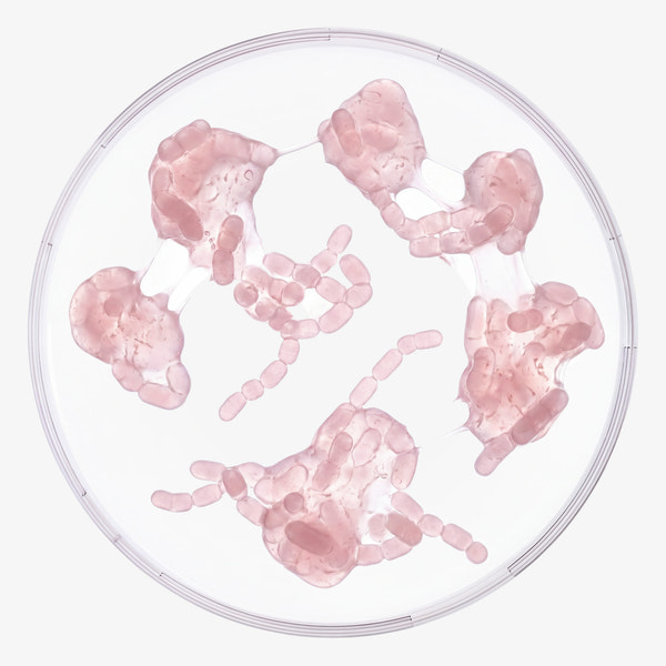 CANDIDA ALBICAN