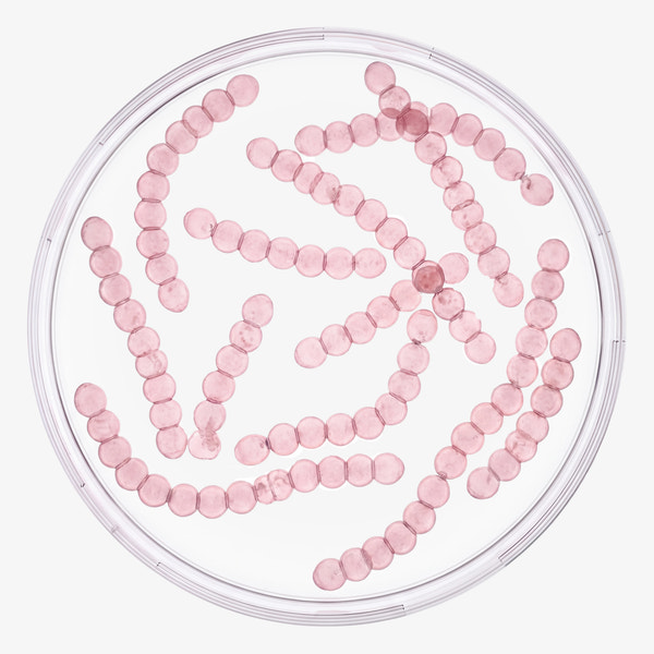 STREPTOCOCCUS