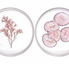 Our microbiotic ingredients